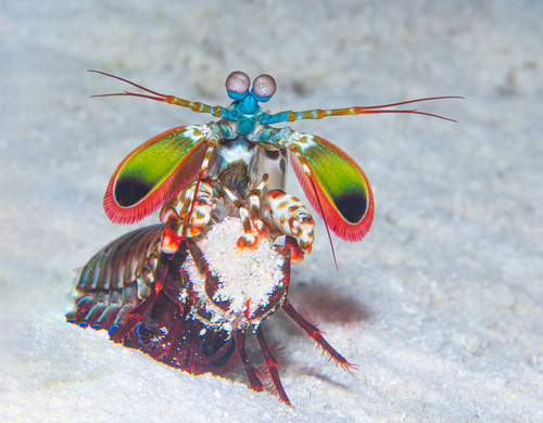 Photo of Peacock mantis shrimp (Odontodactylus scyllarus)