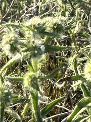Cryptantha maritima