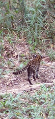 Leopardus guttulus