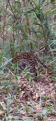 Leopardus guttulus