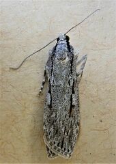 Scoparia indistinctalis