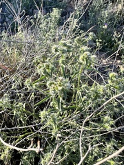 Cryptantha maritima