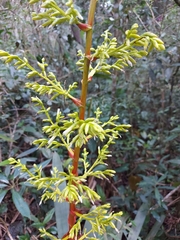 Guzmania diffusa