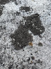 Lecanoromycetes