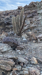 Corryocactus melanotrichus