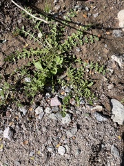 Lepidium lasiocarpum