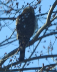 Accipiter