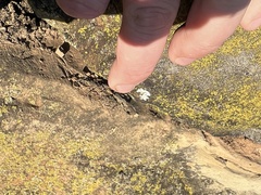 Lecanoromycetes