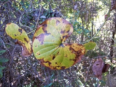 Dioscorea sambiranensis bardotiae