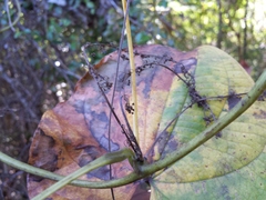 Dioscorea sambiranensis bardotiae