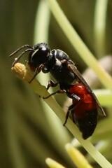 Hylaeus littleri