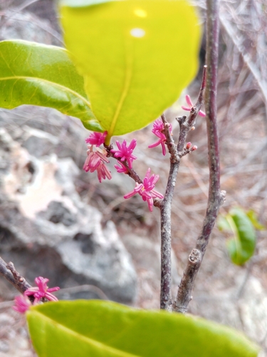 Physenaceae