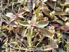 Monarda punctata punctata