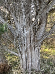 Juniperus maritima
