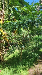 Tabernaemontana ventricosa