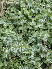 Silybum marianum