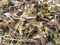 Monarda punctata punctata