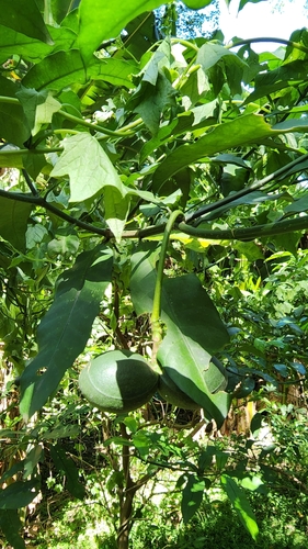 Image of Tabernaemontana ventricosa by (c) Suvarna Parbhoo Mohan, some rights reserved (CC BY-SA)
