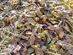 Monarda punctata punctata