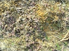 Monarda punctata punctata