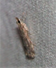 Eudonia heterosalis
