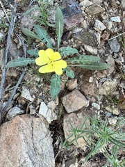 Oenothera primiveris