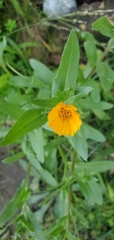 Calendula arvensis
