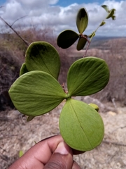 Loeseneriella