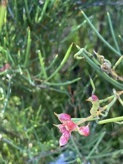 Hakea microcarpa