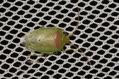 Eupolemus virescens