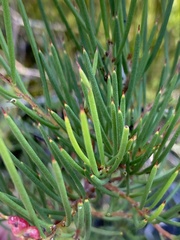 Hakea microcarpa