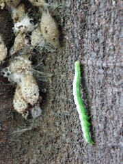 Pericyma cruegeri