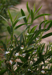 Myoporum platycarpum platycarpum