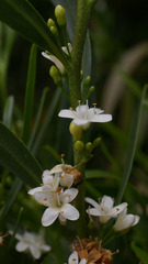 Myoporum platycarpum platycarpum