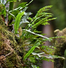 Microsorum pustulatum