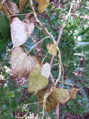 Dioscorea maciba