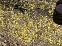 Lecanoromycetes