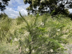 Melaleuca armillaris