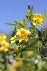 Senna corymbosa