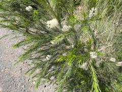 Melaleuca armillaris