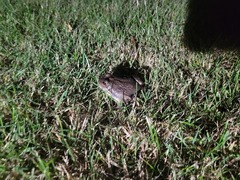 Limnodynastes dumerilii insularis