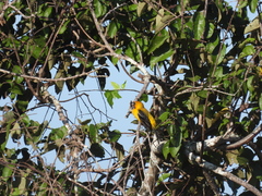 Icterus auratus