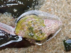 Agnewia tritoniformis