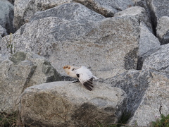 Plectrophenax hyperboreus