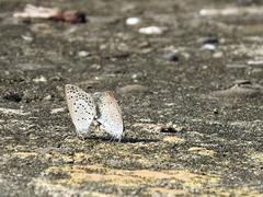 Pseudozizeeria maha okinawana
