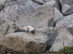 Plectrophenax hyperboreus