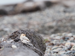 Plectrophenax hyperboreus