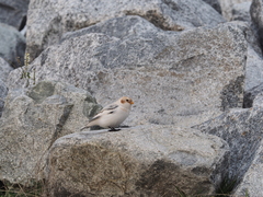 Plectrophenax hyperboreus