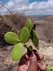 Loeseneriella