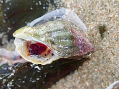 Agnewia tritoniformis